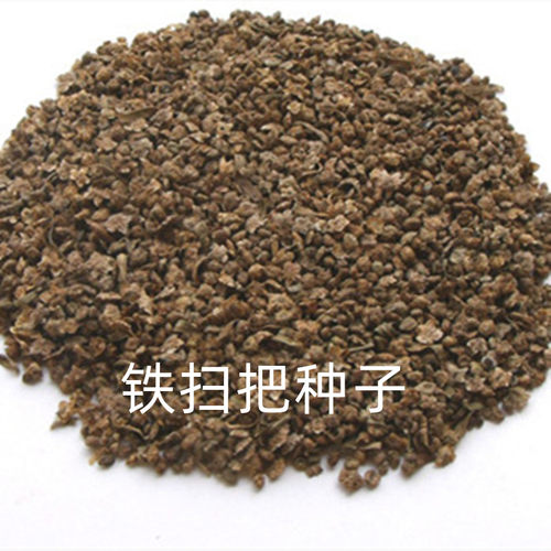 铁扫帚种子天然植物户外精品精选