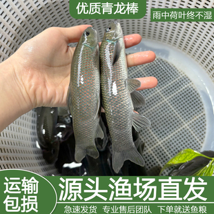 青龙棒鱼苗青鳞鱼华麟鱼原生鱼稀有淡水鱼广温鱼性观赏鱼川华鲮鱼