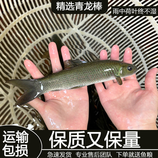 青龙棒鱼苗吃青苔川华鲮鱼沉香鱼稀有淡水原生溪流广温性底层观赏