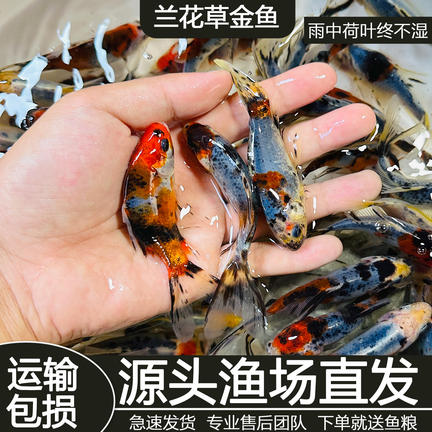 兰花草金冷淡水鱼缸好养耐活小金鱼红草金鱼长短尾草金活体观赏鱼