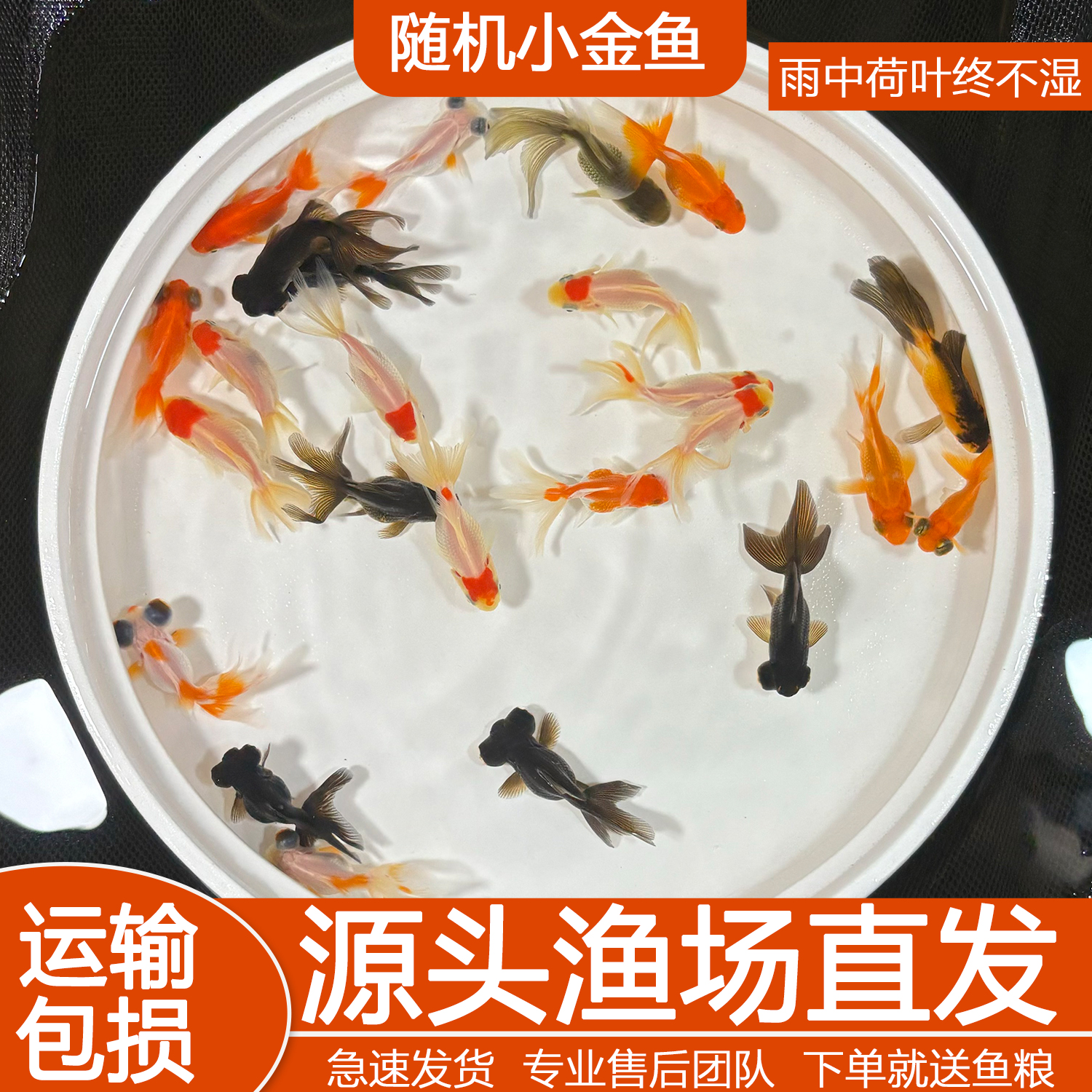 随机金鱼国师鱼冷水鱼金鱼活鱼淡水锦鲤活体好养耐活不加温观赏鱼