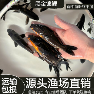 纯种黑金锦鲤冷水观赏鱼活鱼好养耐活自来水可养鱼苗小鱼淡水鱼