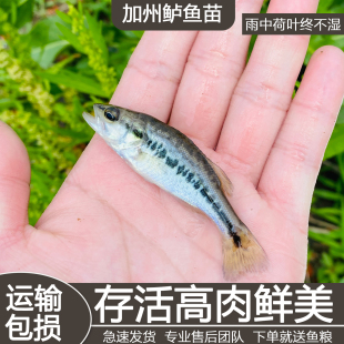 优质鲈鱼苗加州鲈鱼苗可食用凶猛肉食养殖淡水鲈鱼苗大口黑鲈鱼