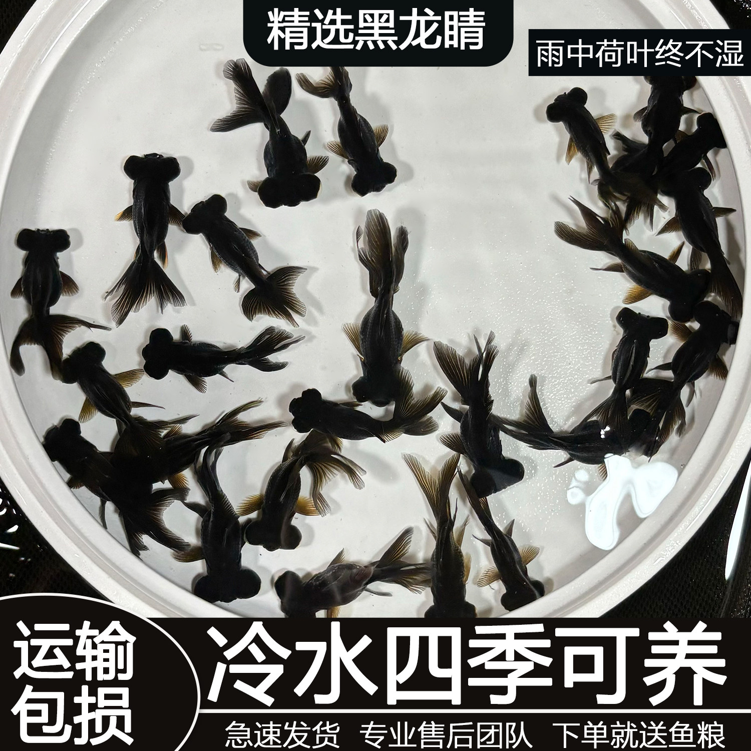 可爱大眼龙睛冷水鱼黑龙睛好养耐活淡水观赏鱼小金鱼包活到家 - 实物图