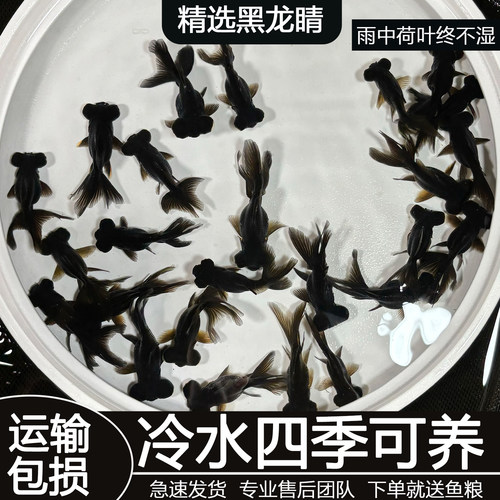 可爱大眼龙睛冷水鱼黑龙睛好养耐活淡水观赏鱼小金鱼包活到家