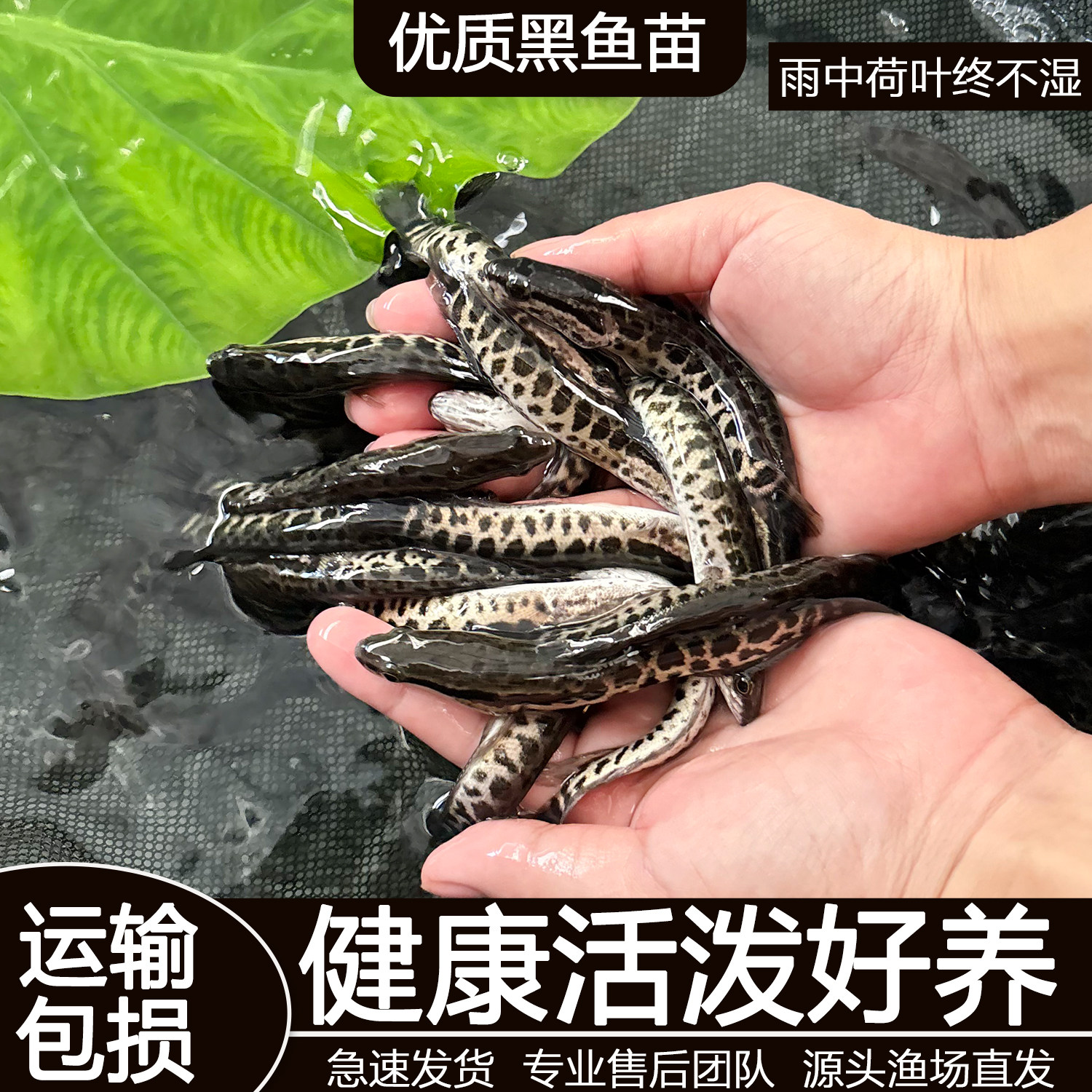 黑鱼苗乌鱼淡水养殖生鱼活体乌鳢财鱼斑鱼特大好养凶猛冷水观赏鱼图片