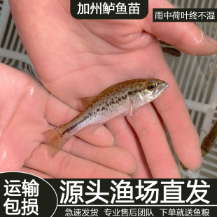 优质鲈鱼苗加州鲈鱼苗可食用凶猛肉食养殖淡水鲈鱼苗大口黑鲈鱼