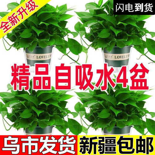 长藤绿萝花盆栽室内净化空气植物