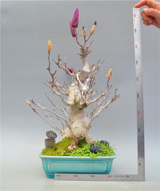 辛夷花盆栽价格 辛夷花盆栽图片 星期三 辛夷花盆栽价格 辛夷花盆栽图片 星期三