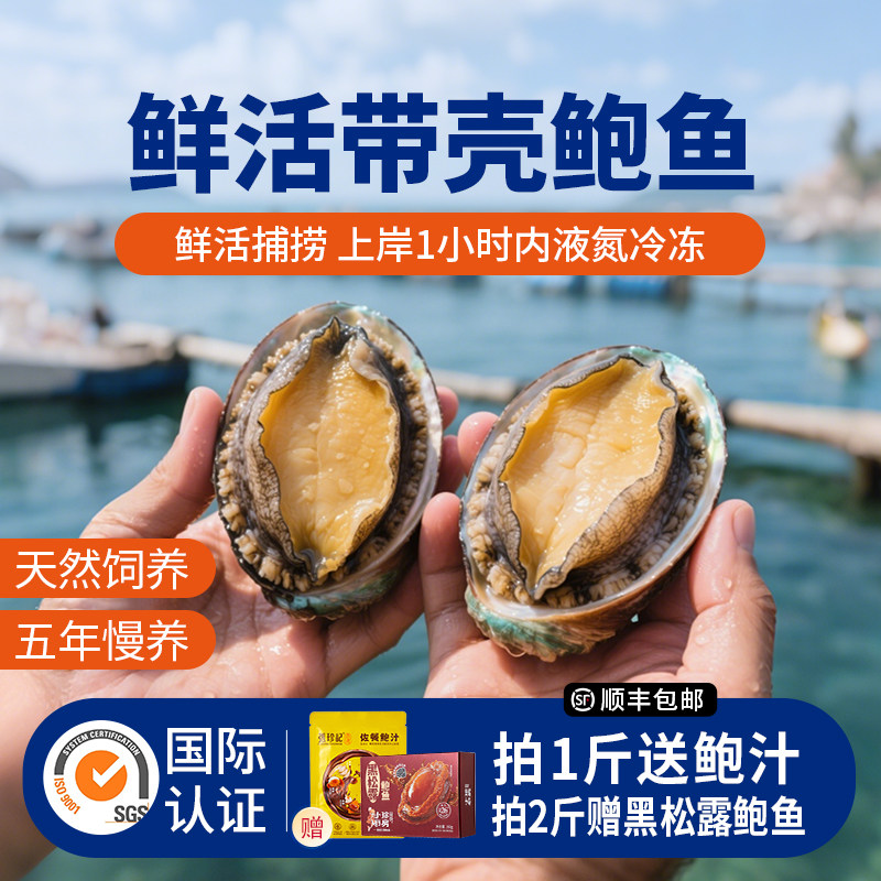 张珍记带壳鲍鱼正品福建海鲜水产煲汤食材新鲜活鲍鱼鲜活冷冻鲍鱼