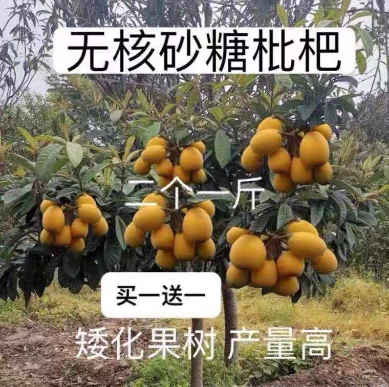 新泰国无核枇杷二个一斤大枇杷嫁接果树苗矮化耐寒品种盆栽地栽