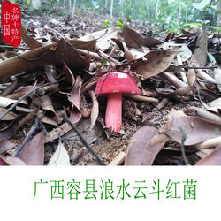 正宗广西容县浪水天然野生红蘑菇孕妇月子红椎菌干货香菇50克包邮