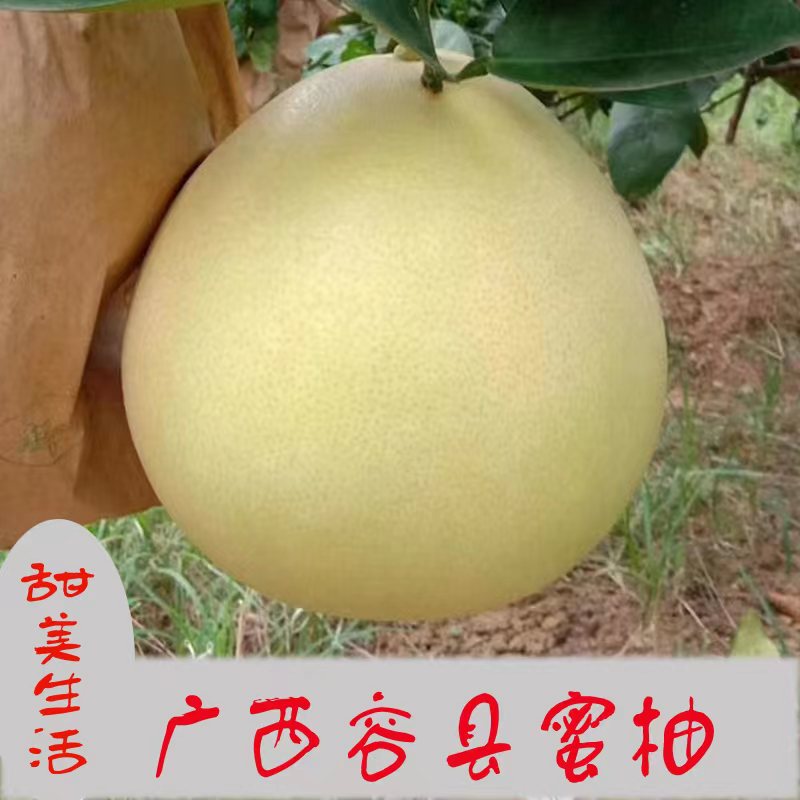 容县蜜柚正宗柚子当季新鲜水果
