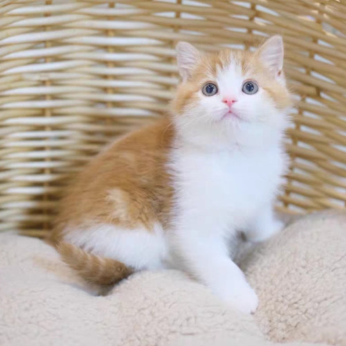 中华田园猫橘猫幼崽狸花猫活体家养土猫纯黑猫白猫奶牛猫猫咪活物