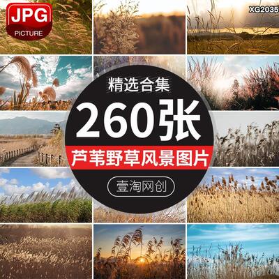 唯美芦苇丛芦苇荡河边芦苇花湿地草丛秋天自然风景植物图片照素材