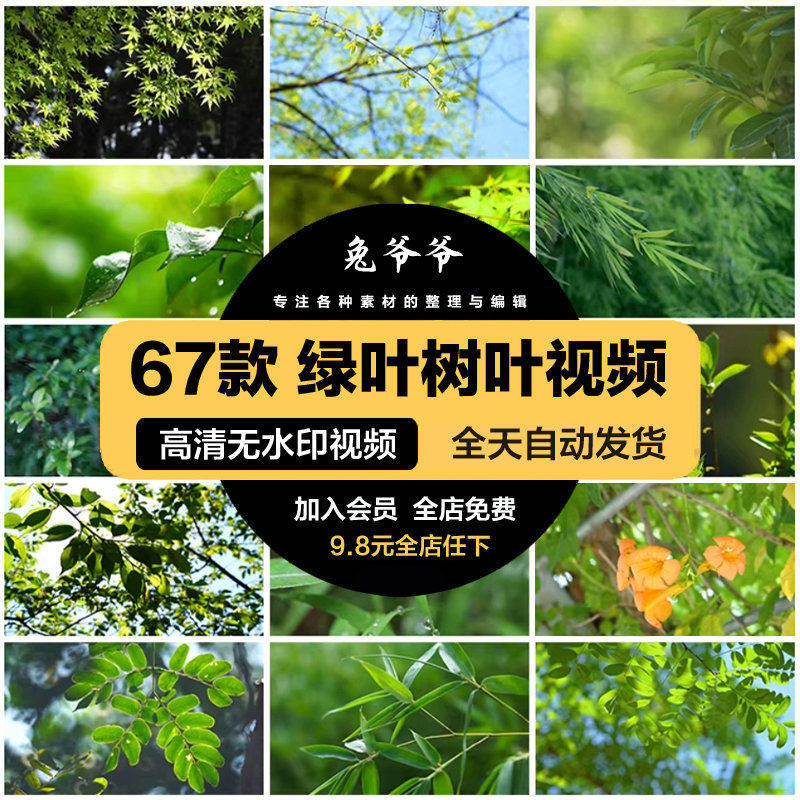 小清新绿叶树叶自然风景竹叶春天唯美意境绿色叶子抖音短视频素材