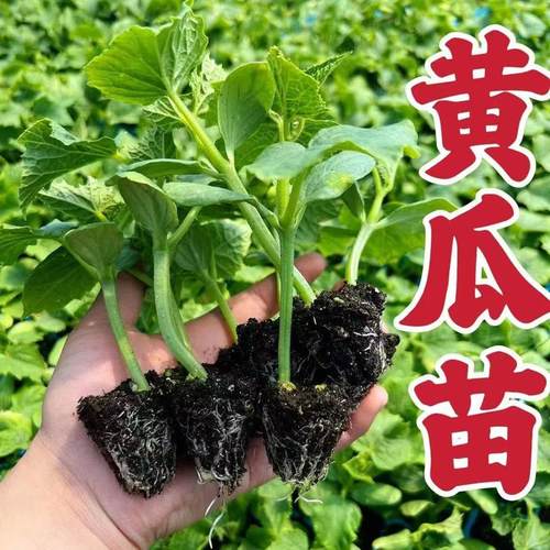 黄瓜苗荷兰水果黄瓜秧苗旱青瓜苗秧高产密刺青瓜四季阳台盆栽菜苗