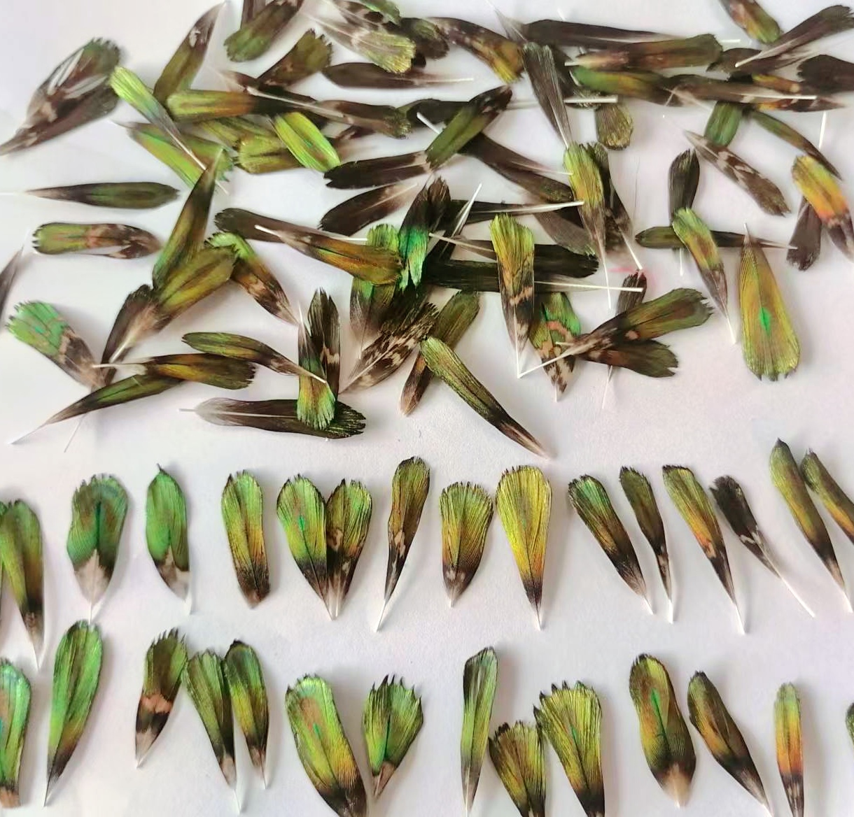 金片孔雀背部羽毛已上浆点翠工艺仿点翠羽毛创意设计原色DIY手工