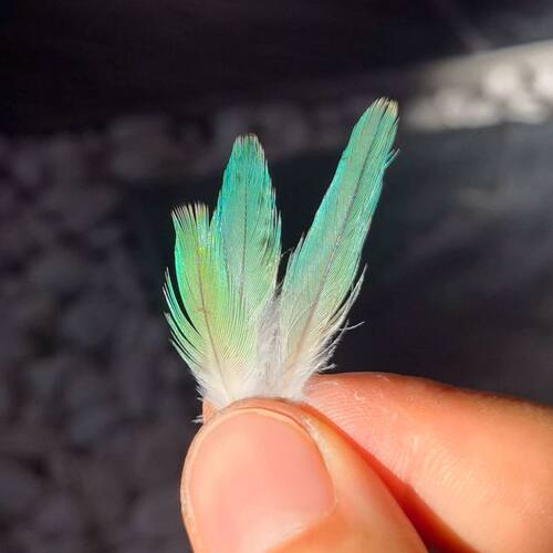 点翠羽毛虎皮鹦鹉稀有特色羽毛手工艺DIY材料仿点翠耳饰发簪上浆
