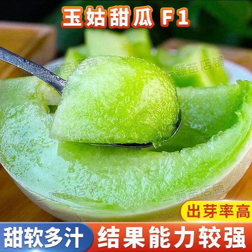 海南玉菇甜瓜种籽玉姑白玉菇冰淇淋甜瓜种孑子白皮香瓜白甜瓜种籽