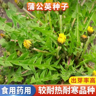 可食用蒲公英种子盆栽野菜种孑蒲公英种籽婆婆丁食用蔬菜春秋四季