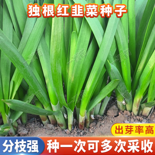 四季宽叶紫根韭菜种子 大叶红根韭菜籽种韭菜菜籽根苗家庭阳台蔬