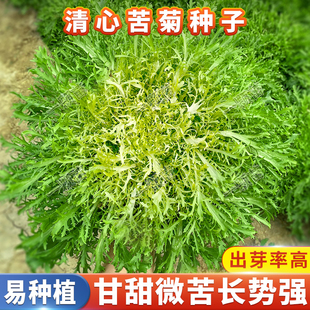夏季细叶苦菊菜种籽孑野生苦菜籽种苦苣生菜蔬菜沙拉黄心苦菊种子