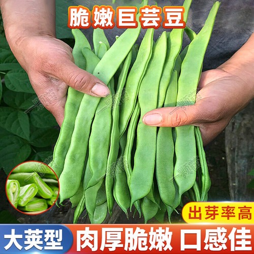 早熟高产大扁芸豆种籽豆荚嫩抗病