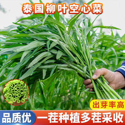 泰国柳叶空心菜种籽耐旱耐热