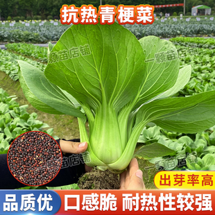 蔬菜种 上海抗热青梗菜种籽子耐热耐旱小青菜种孑盆栽阳台南方夏季