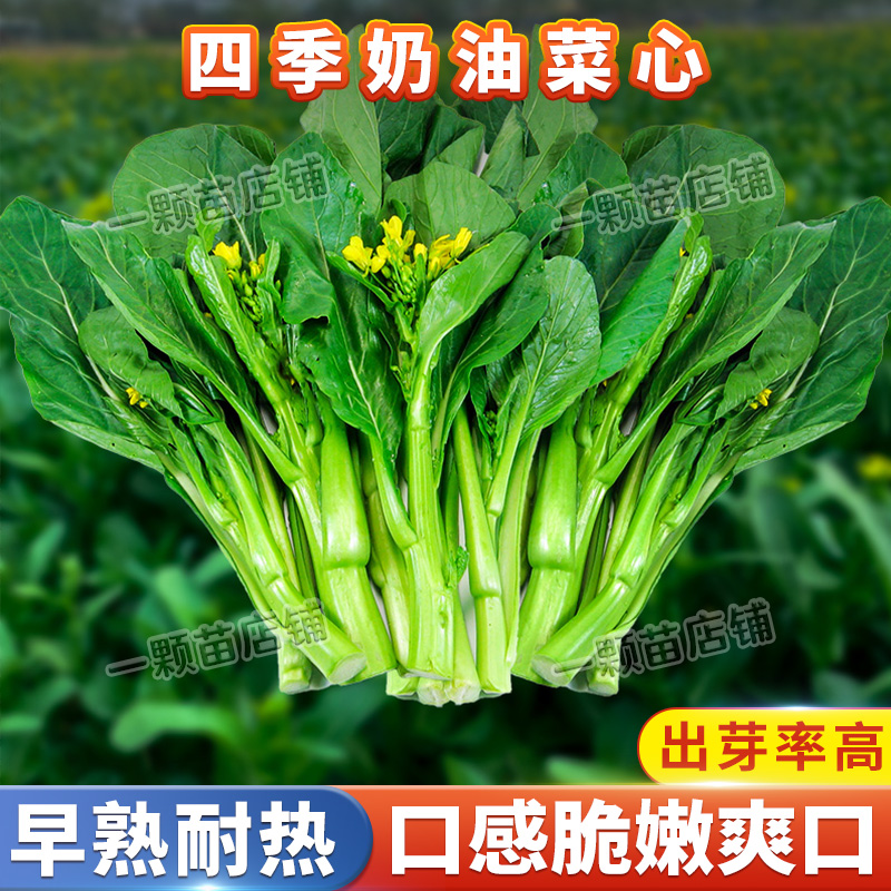 四季四季蔬菜种子奶油菜心