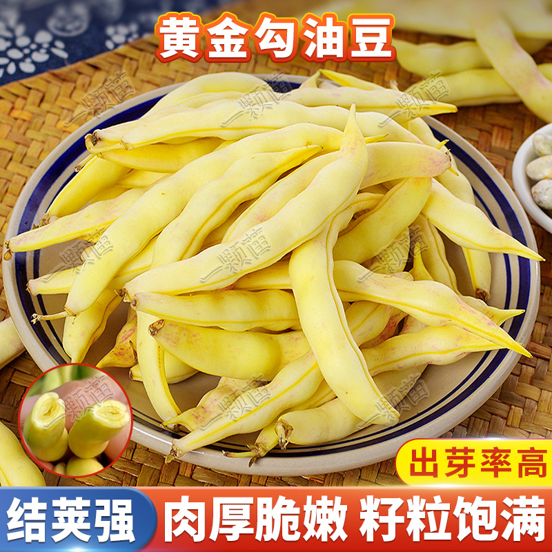 东北黄金钩豆角种黄金沟架豆黄金勾无筋油豆角籽早熟高产蔬菜种子