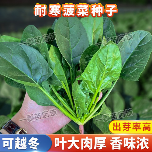 四季红根菠菜籽老品种盆栽菜籽