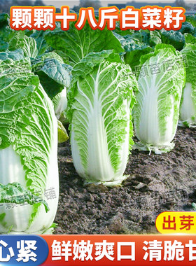 东北大白菜种孑黄心大白菜