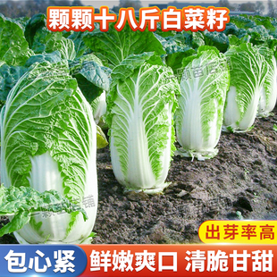 十八斤大白菜种孑种子结球包心农家本地黄心秋播大白菜种籽蔬菜种