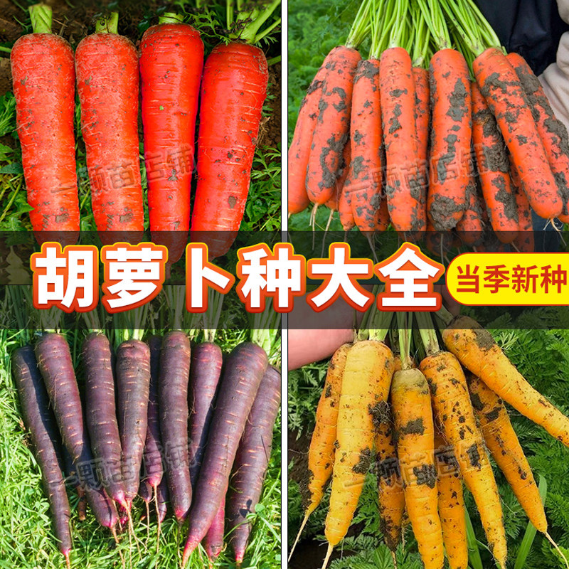 水果胡萝卜肉质橙红色产量高图片