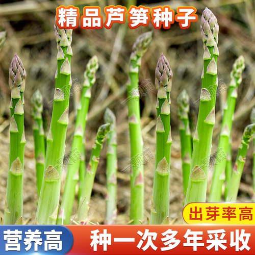 芦笋种子多年采收高产