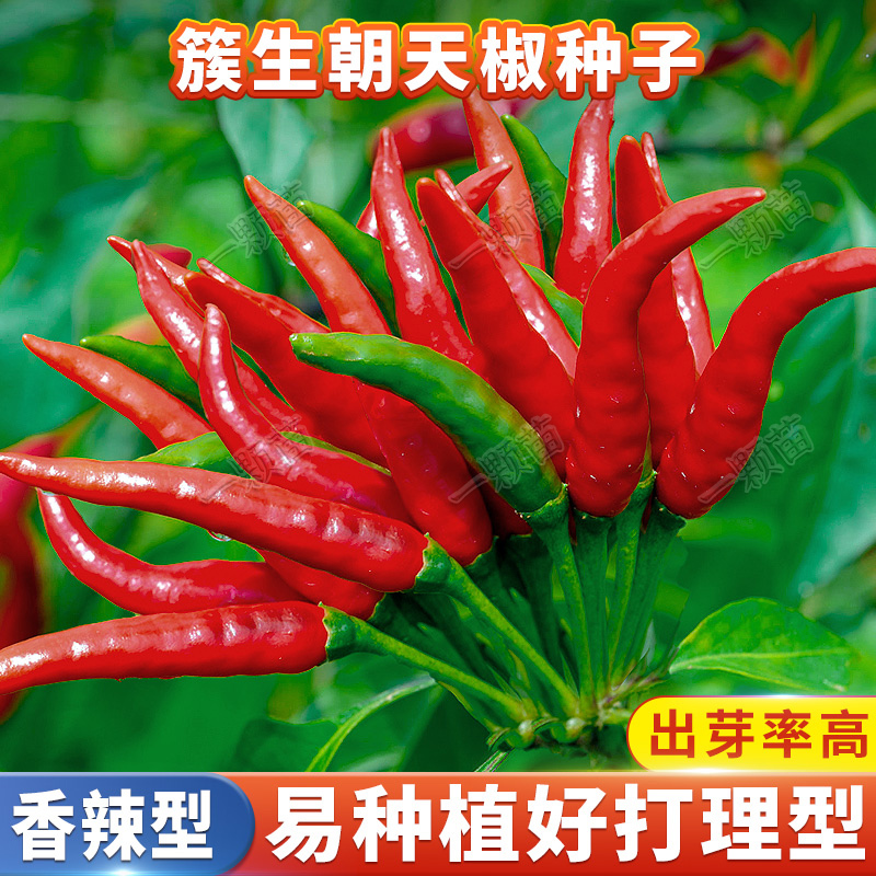 四季朝天椒种籽盆栽阳台蔬菜种