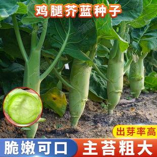 鸡腿芥兰菜种籽芥蓝菜种子粗条广东介兰种子菜苗家庭种植蔬菜种孑