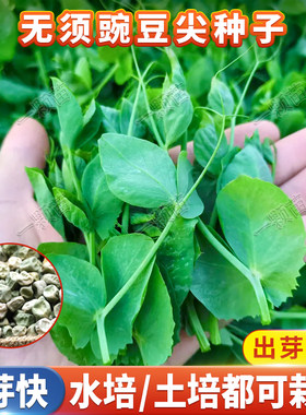 豌豆苗豌豆种籽豌豆尖种孑无土水培蔬菜蚕豆荷兰豆种子冬季菜种籽