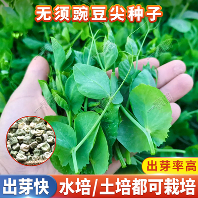 豌豆苗豌豆种籽豌豆尖种孑无土水培蔬菜蚕豆荷兰豆种子冬季菜种籽