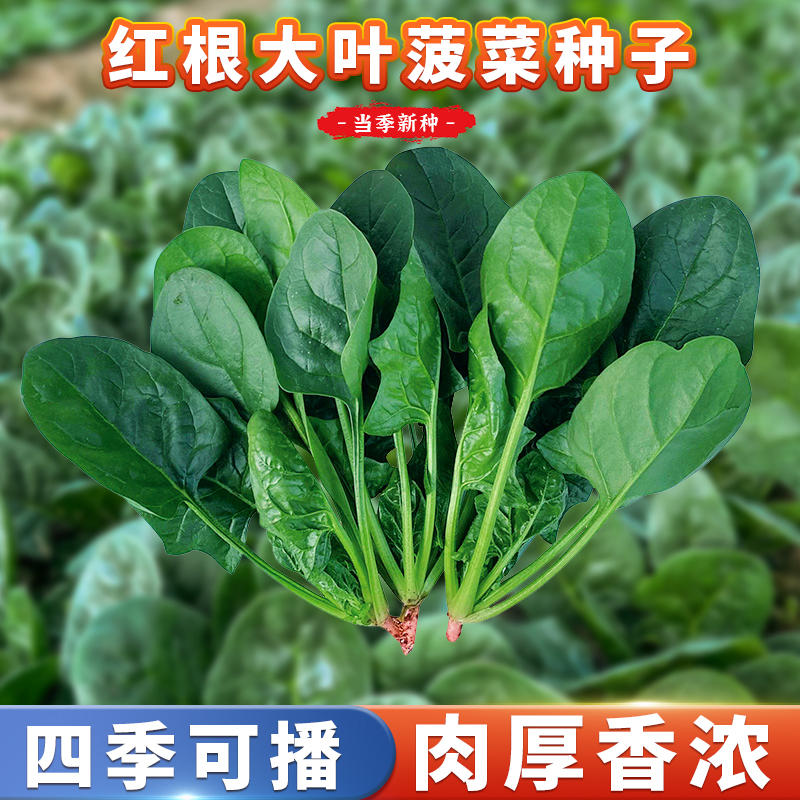 四季青菜种盆栽波菜种子耐抽薹