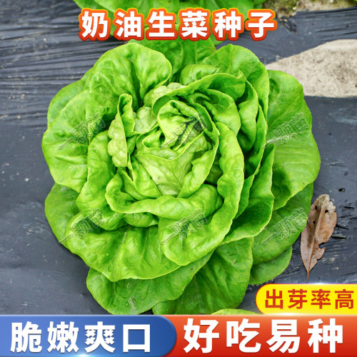 四季奶油生菜盆栽生菜
