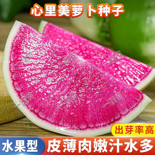 脆甜生吃水果萝卜种子