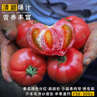 老品种西红柿种孑沙瓤毛粉果普罗旺斯西红柿种籽大全番茄种子水果