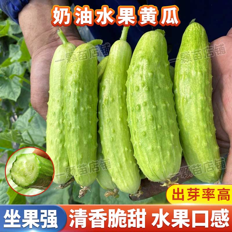 奶油黄瓜种子高产抗病旱黄瓜种