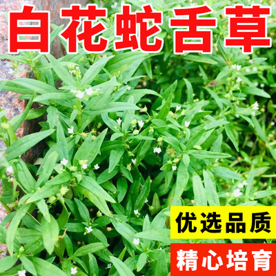 白花蛇舌草半枝莲药材种子