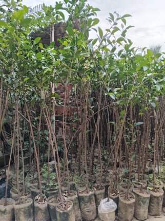 小叶榕树苗室内庭院绿植矿山复绿荒山造林四季常青独木成林工程苗
