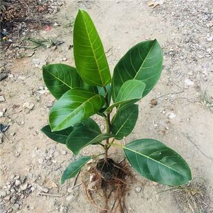 榕树正宗大叶榕高山榕小叶榕小苗四季常绿庭院绿化盆景苗盆栽绿植