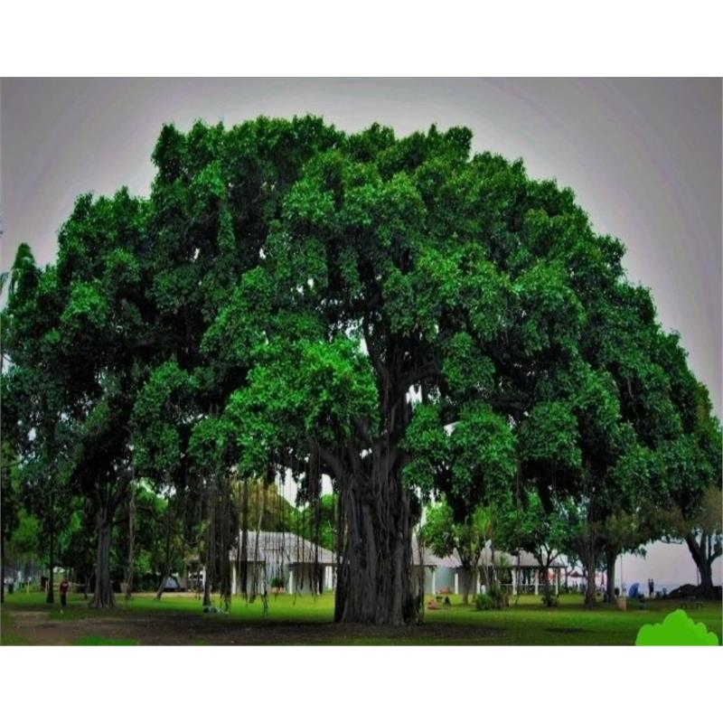 正宗高山榕吸水石树苗大叶榕树苗气生根四季常绿植物庭院富贵榕树